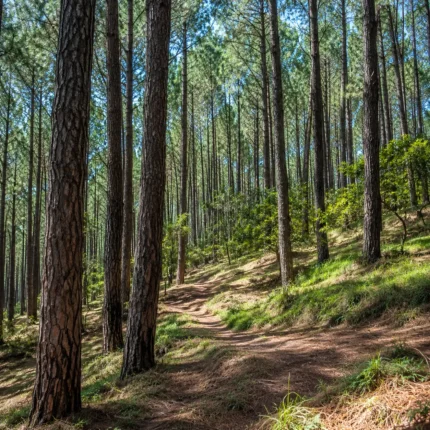 Pine Forest Kodaikanal