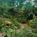 Butterfly Garden Athirapally
