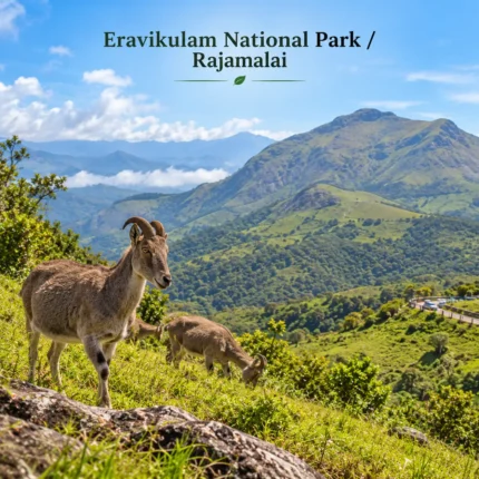 Eravikulam National Park Gallery 1