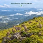 Eravikulam National Park Gallery 3 1