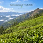 Kolukkumalai Tea Estate 2