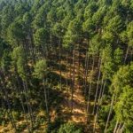 Ooty Pine Forest