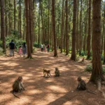 Ooty Pine Forest 2