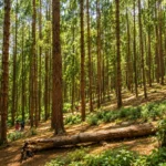 Ooty Pine Forest 3