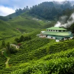 Ooty Tea Factory Tea Museum 2