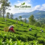 Tea Gardens Munnar 2