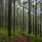 Vagamon Pine Forest