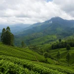Valparai Tea Estates
